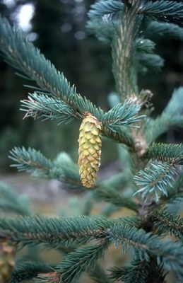 Pachet 50 buc. molid argintiu engelmannii (Picea Engelmannii )