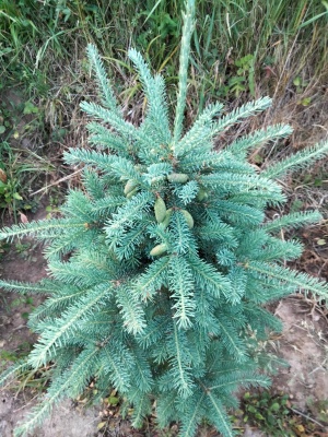Pachet 50 buc. molid alb canadian (Picea glauca)