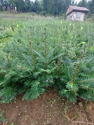 Pachet 50 buc. brad grandis (Abies grandis)