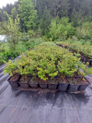 Pachet 30 buc. brad fraseri (Abies fraseri) la ghiveci P12- plantare 12 luni/an