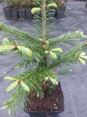 Pachet 30 buc. brad lasiocarpa (Abies lasiocarpa arizonica) la ghiveci P12- plantare 12 luni/an