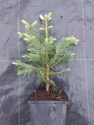 Pachet 30 buc. brad lasiocarpa (Abies lasiocarpa arizonica) la ghiveci P12- plantare 12 luni/an