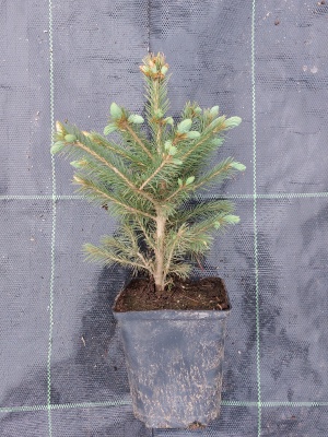 Pachet 30 buc. molid engelmannii (Picea engelmannii) la ghiveci P12- plantare 12 luni/an