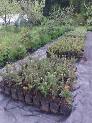 Pachet 30 buc. brad balsamea (Abies balsamea) la ghiveci P12- plantare 12 luni/an 