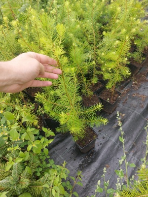 Pachet 30 buc. Duglas (Pseudotsuga menziesii) la ghiveci P12- plantare 12 luni/an