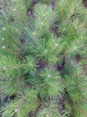 Pachet 50 buc. pin negru (Pinus nigra austriaca)