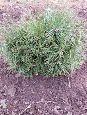 Pachet 50 buc. pin silvestru (Pinus sylvestris)