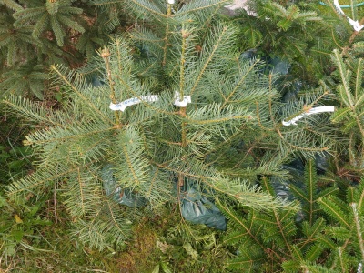 Pachet 5 buc. Brad american Abies concolor cu balot de sol inaltime 60-80 cm (6 ani)