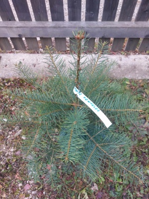 Pachet 5 buc. Brad american Abies concolor cu balot de sol inaltime 60-80 cm (6 ani)