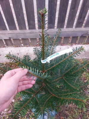 Pachet 5 buc. Brad american Abies grandis cu balot de sol inaltime 60-80 cm (6 ani)