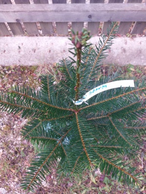 Pachet 5 buc. Brad american Abies grandis cu balot de sol inaltime 60-80 cm (6 ani)