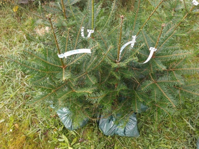 Pachet 5 buc. Brad american Abies grandis cu balot de sol inaltime 60-80 cm (6 ani)