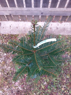 Pachet 5 buc. Brad american Abies grandis cu balot de sol inaltime 60-80 cm (6 ani)