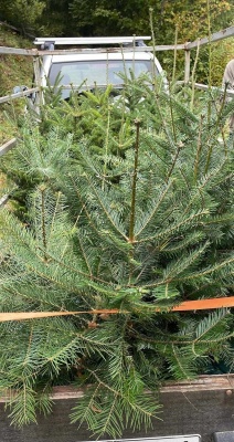 Pachet 5 buc. Brad american Abies grandis cu balot de sol inaltime 60-80 cm (6 ani)