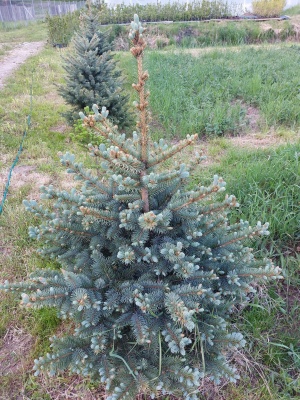 Pachet 5 buc. molid argintiu Picea pungens glauca Super Blue cu balot de sol inaltime 80-100 cm (7 ani)