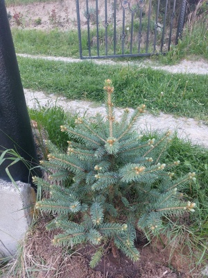 Pachet 5 buc. molid argintiu Picea pungens glauca Super Blue cu balot de sol inaltime 80-100 cm (7 ani)