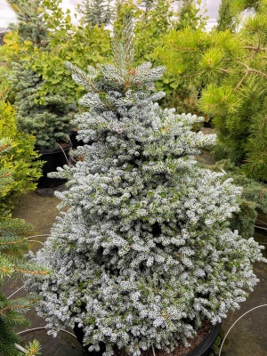 Brad Abies koreana 'Kohout's Ice Breaker'- 1 buc.