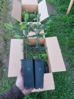 Pachet 50 buc. brad lasiocarpa (Abies lasiocarpa arizonica) containerizat P6- plantare 12 luni/an
