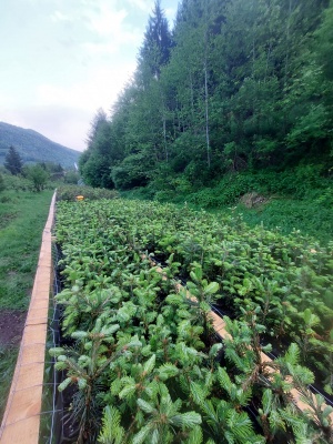 Pachet 50 buc. brad lasiocarpa (Abies lasiocarpa arizonica) containerizat P6- plantare 12 luni/an