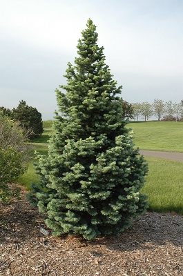 Pachet 50 buc. brad lasiocarpa (Abies lasiocarpa arizonica) containerizat P6- plantare 12 luni/an