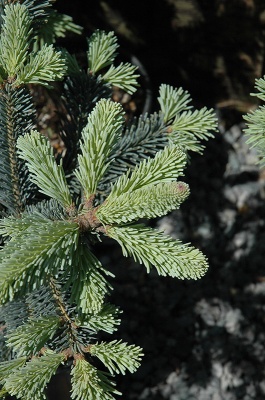 Pachet 50 buc. brad lasiocarpa (Abies lasiocarpa arizonica) containerizat P6- plantare 12 luni/an