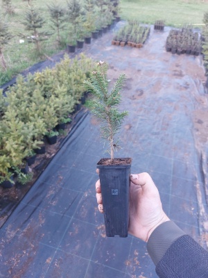 Pachet 50 buc. brad balsamea (Abies balsamea) containerizat P6- plantare 12 luni/an 