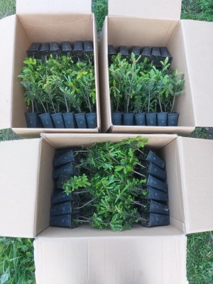 Pachet 50 buc. brad balsamea (Abies balsamea) containerizat P6- plantare 12 luni/an 