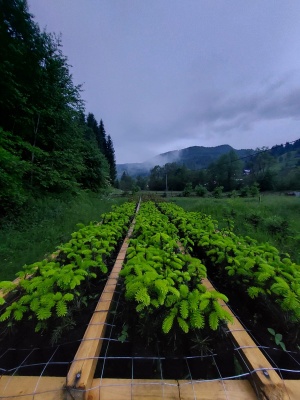 Pachet 50 buc. brad nordmanniana (Abies nordmanniana) containerizat P6- plantare 12 luni/an