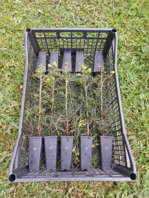 Pachet 50 buc. brad concolor (Abies concolor) containerizat P6- plantare 12 luni/an