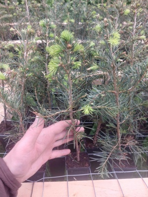 Pachet 50 buc. brad concolor (Abies concolor) containerizat P6- plantare 12 luni/an