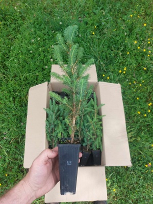Pachet 50 buc. molid alb canadian (Picea glauca Nova Scotia) containerizat P6- plantare 12 luni/an