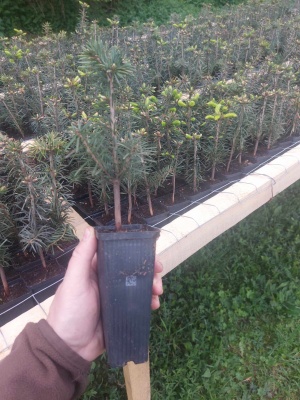 Pachet 50 buc. brad nordmanniana (Abies nordmanniana) containerizat P6- plantare 12 luni/an