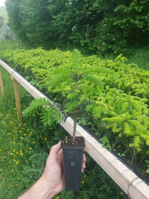 Pachet 50 buc. brad nordmanniana (Abies nordmanniana) containerizat P6- plantare 12 luni/an