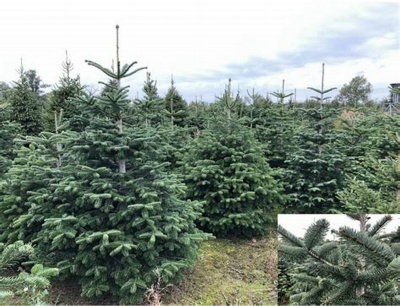 Pachet 50 buc. brad nordmanniana (Abies nordmanniana) containerizat P6- plantare 12 luni/an