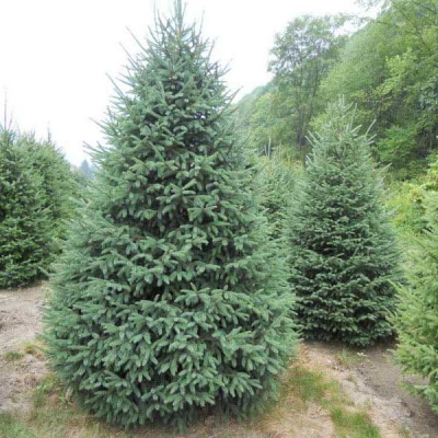 Pachet 50 buc. molid alb canadian (Picea glauca Nova Scotia) containerizat P6- plantare 12 luni/an