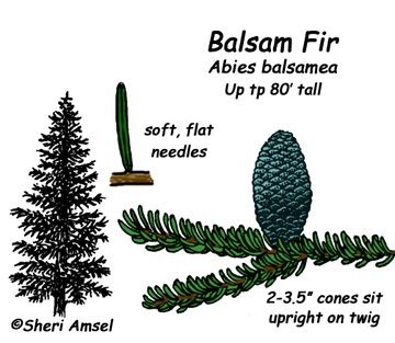 Pachet 50 buc. brad balsamea (Abies balsamea) containerizat P6- plantare 12 luni/an 