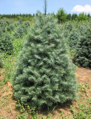 Pachet 50 buc. brad concolor (Abies concolor) containerizat P6- plantare 12 luni/an