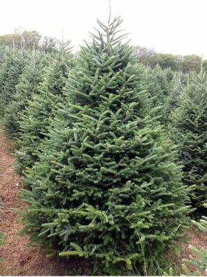 Pachet 50 buc. brad fraseri (Abies fraseri) containerizat P6- plantare 12 luni/an