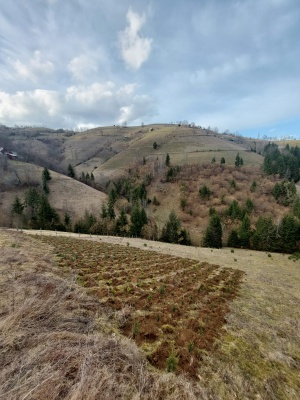 Pachet 1000 buc. puieti Infiintare Plantatie Pomi Craciun- 10 specii puieti brad, molid argintiu- DISCOUNT 20%