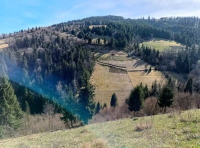 Pachet 1000 buc. puieti Infiintare Plantatie Pomi Craciun- 10 specii puieti brad, molid argintiu- DISCOUNT 20%