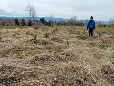 Pachet 1000 buc. puieti Infiintare Plantatie Pomi Craciun- 10 specii puieti brad, molid argintiu- DISCOUNT 20%