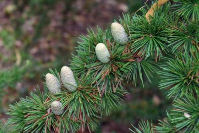 Pachet 30 buc. cedru libanez (Cedrus libani)