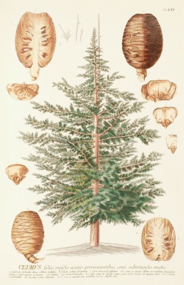 Pachet 30 buc. cedru libanez (Cedrus libani)