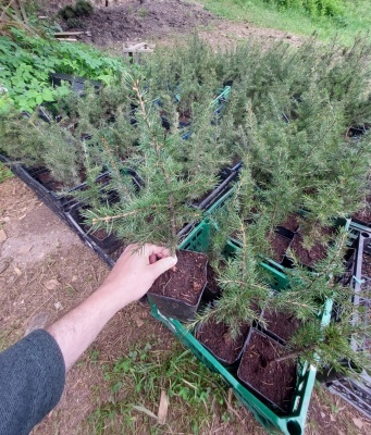 Pachet 30 buc. cedru libanez (Cedrus libani)