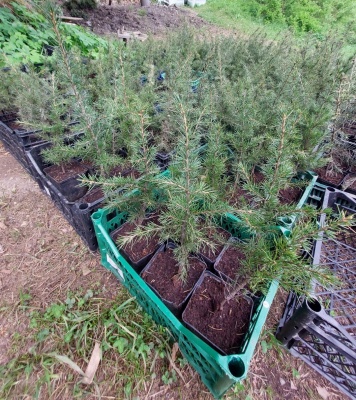 Pachet 30 buc. cedru libanez (Cedrus libani)