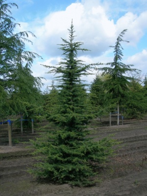 Pachet 30 buc. cedru libanez (Cedrus libani)