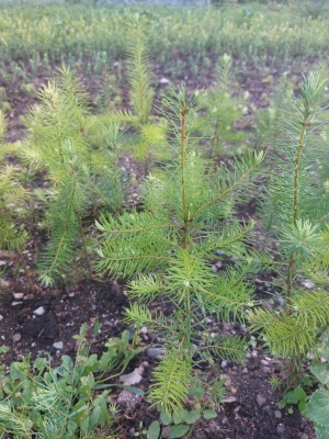 Pachet 50 buc. duglas (Pseudotsuga menziesii)