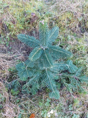 Pachet 5 buc. Brad lasiocarpa Abies lasiocarpa arizonica cu balot de sol inaltime 50-60 cm (6 ani)