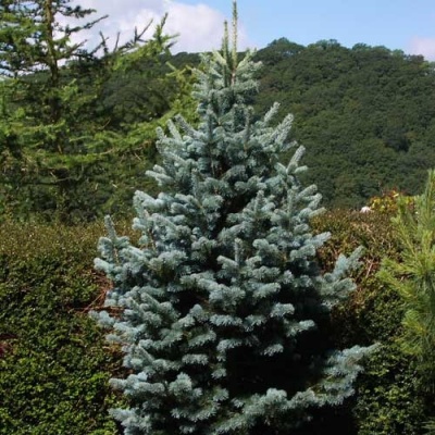 Pachet 5 buc. Brad lasiocarpa Abies lasiocarpa arizonica cu balot de sol inaltime 50-60 cm (6 ani)