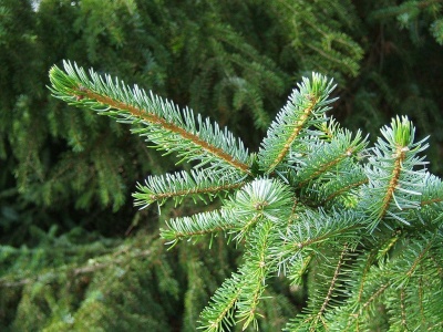 Pachet 50 buc. molid sarbesc (Picea omorika)